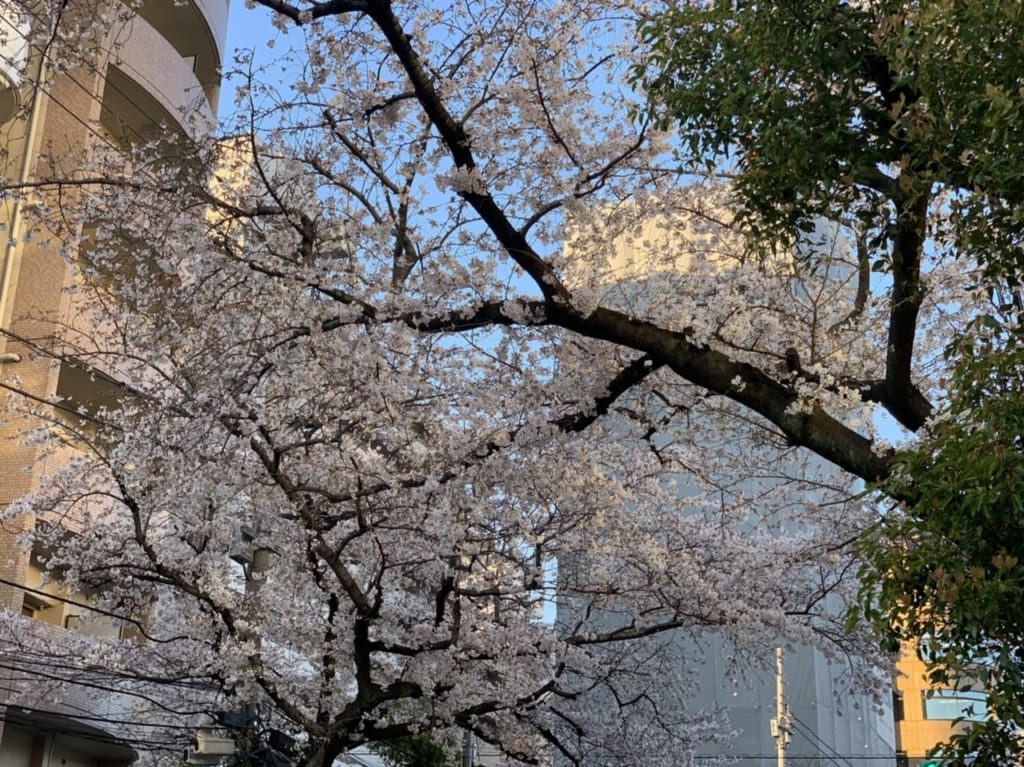 下板橋の桜