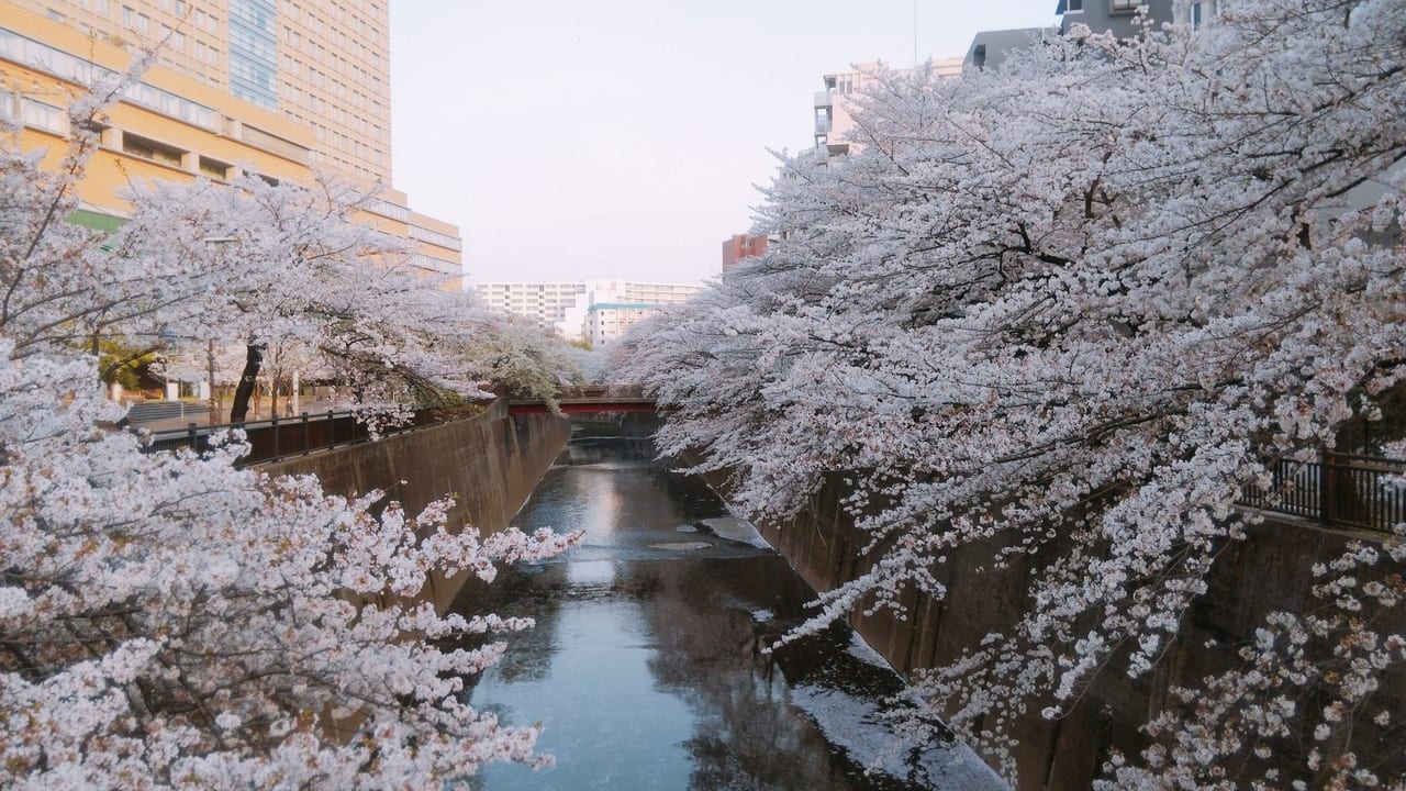 2019年の石神井川の桜並木