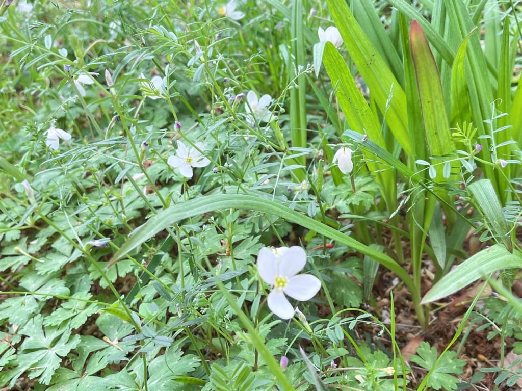 にりんそう公園