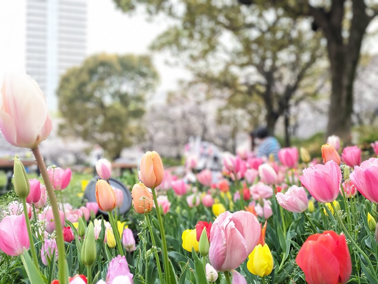 浮間公園チューリップ