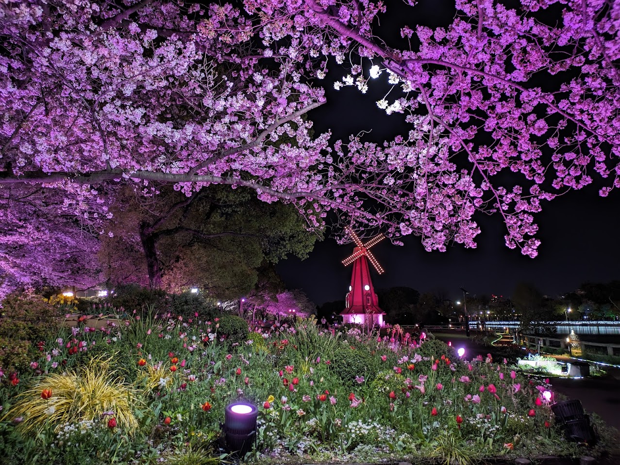 浮間公園チューリップ