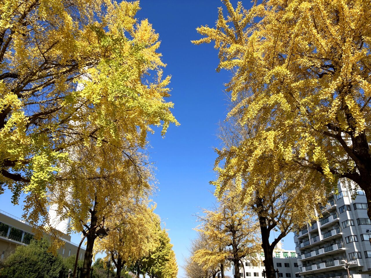 光が丘公園