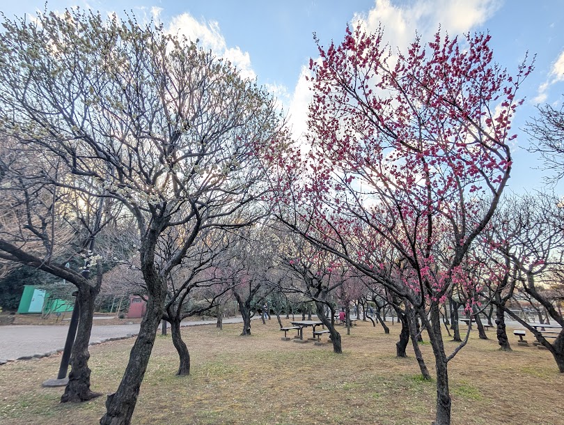 赤塚溜池公園