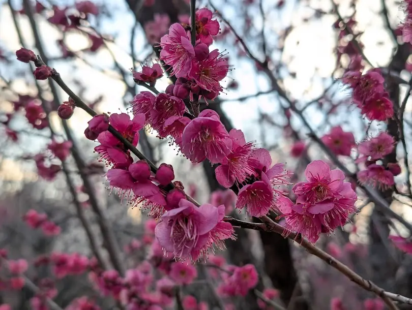 赤塚溜池公園