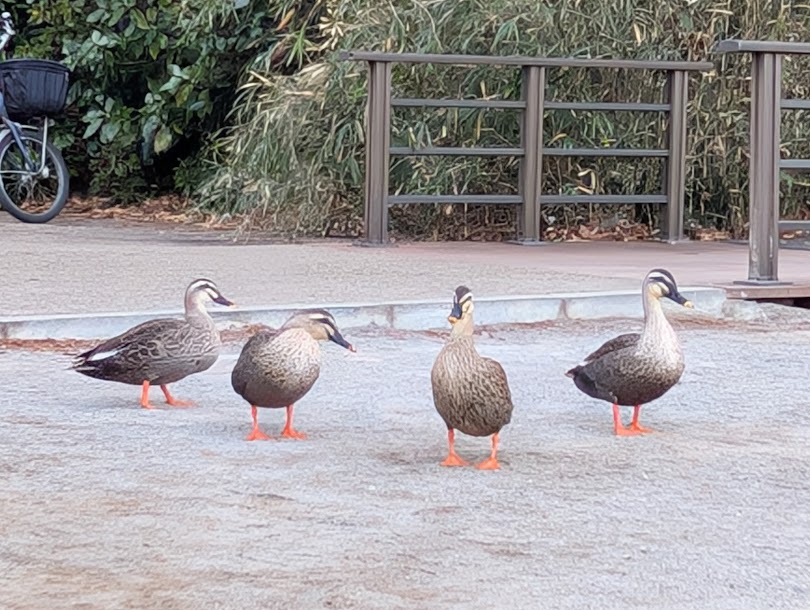 赤塚溜池公園