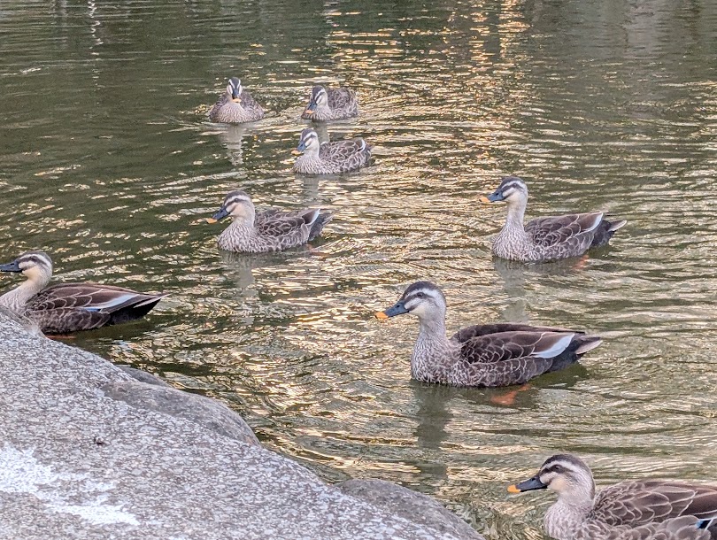 赤塚溜池公園