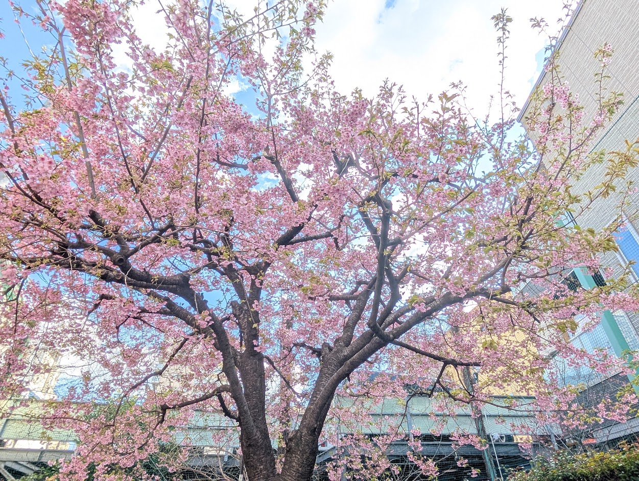 中坂さくら公園