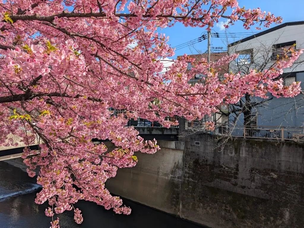 石神井川