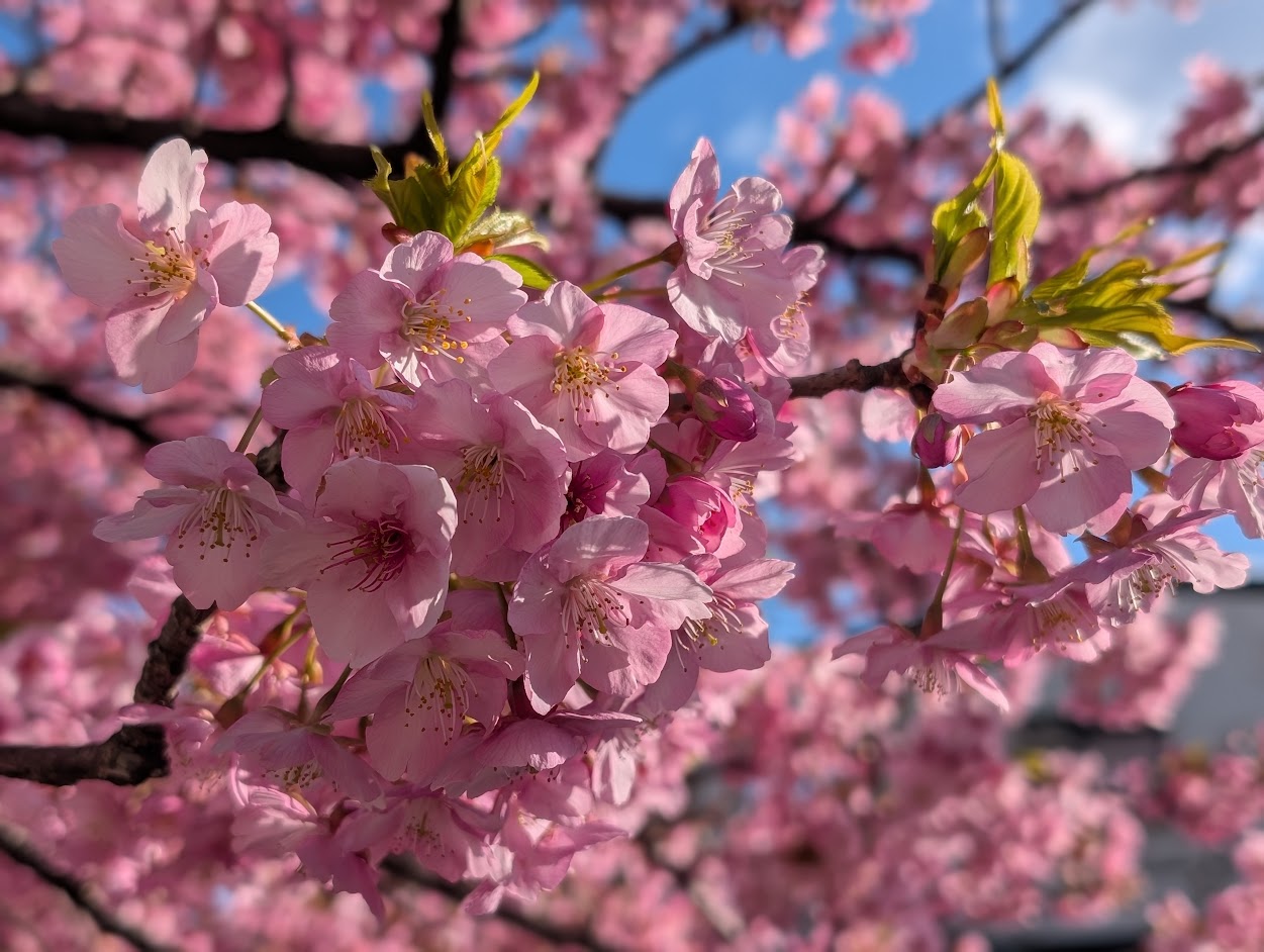 石神井川