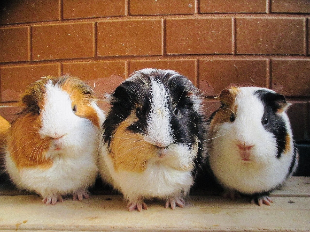 いたばしすくすくウィーク