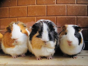 板橋区立こども動物園