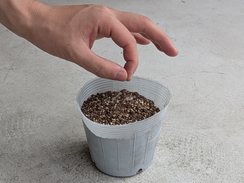 かみいたねプロジェクト