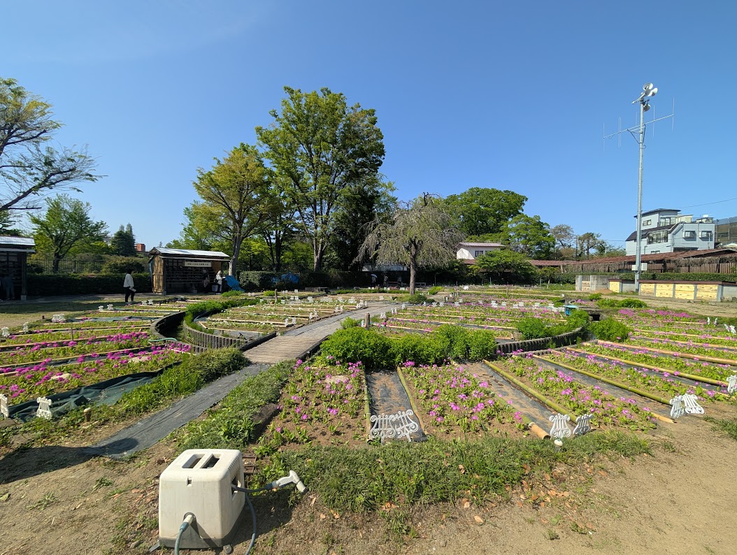 浮間さくら草祭り