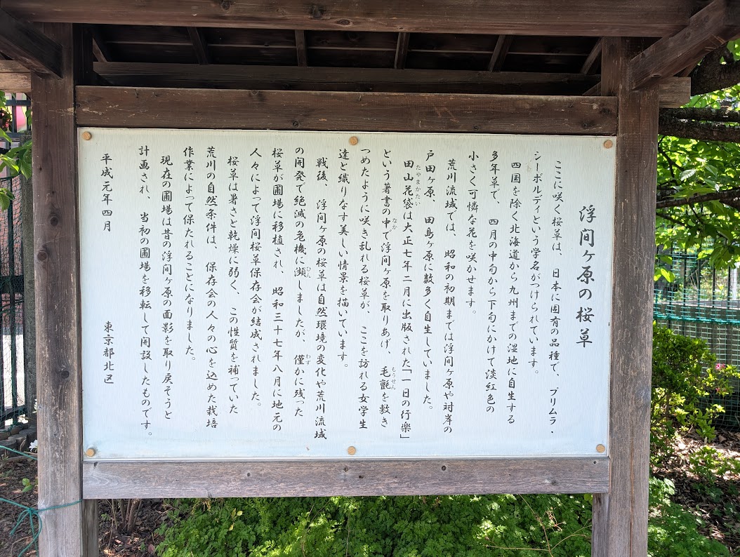 浮間さくら草祭り