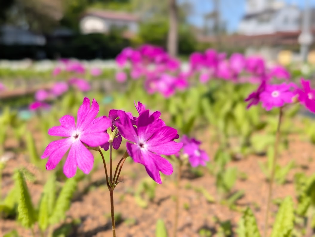 浮間さくら草祭り
