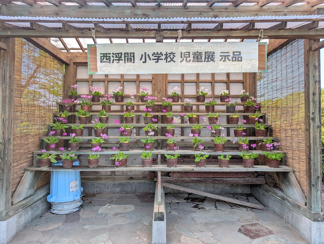 浮間さくら草祭り