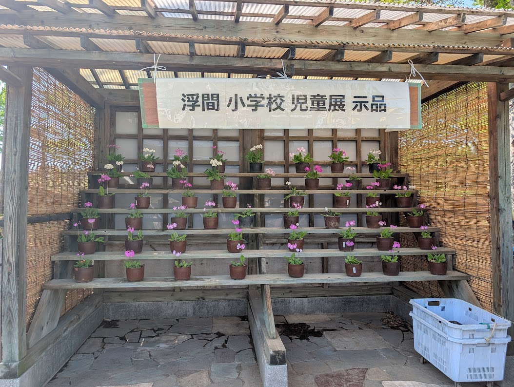 浮間さくら草祭り