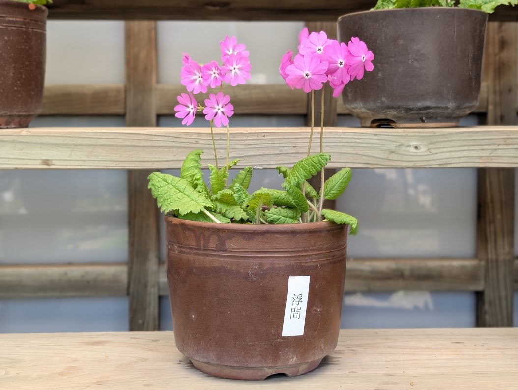 浮間さくら草祭り