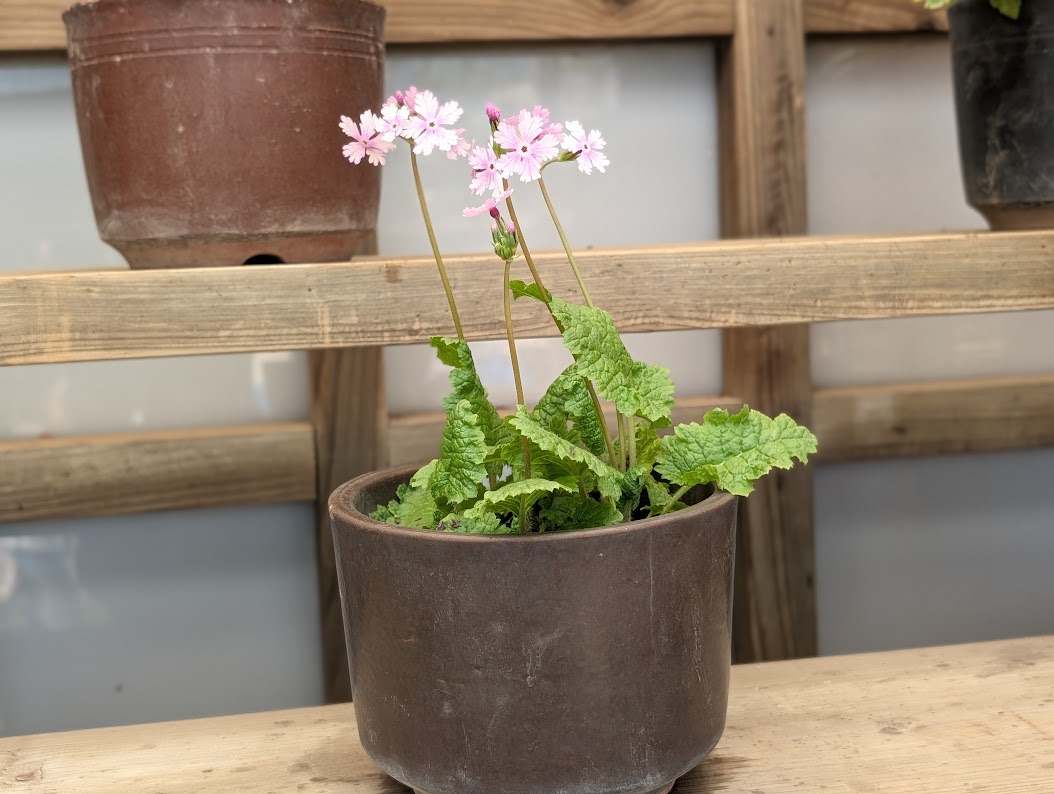 浮間さくら草祭り