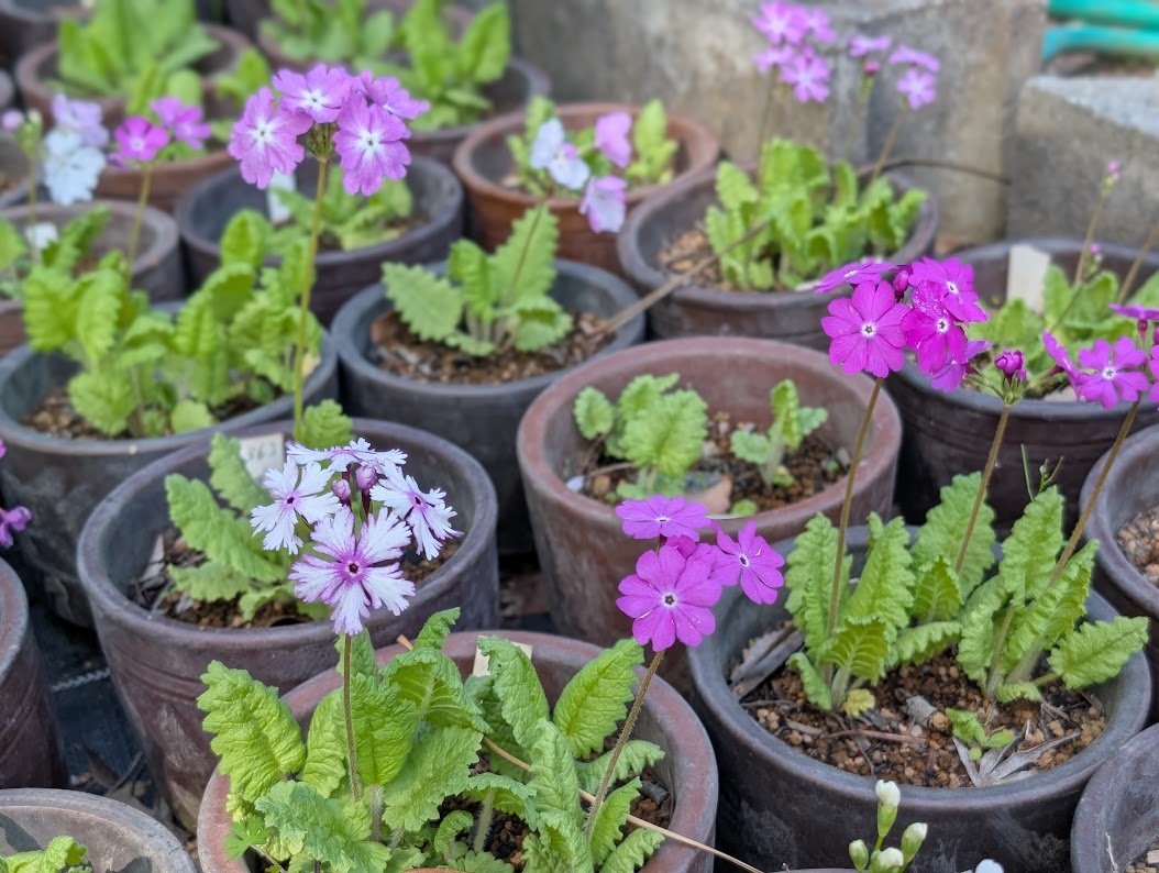 浮間さくら草祭り