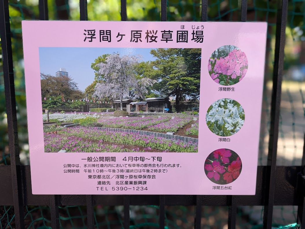 浮間さくら草祭り