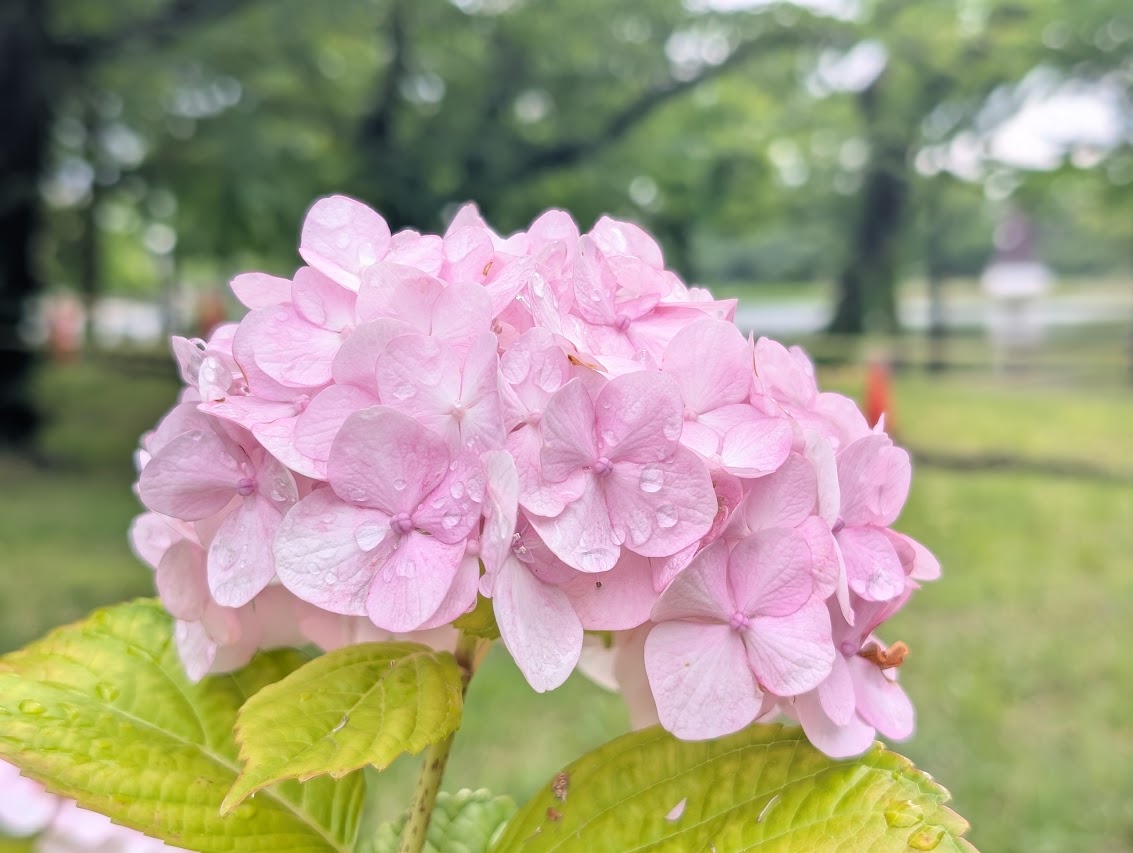 浮間公園
