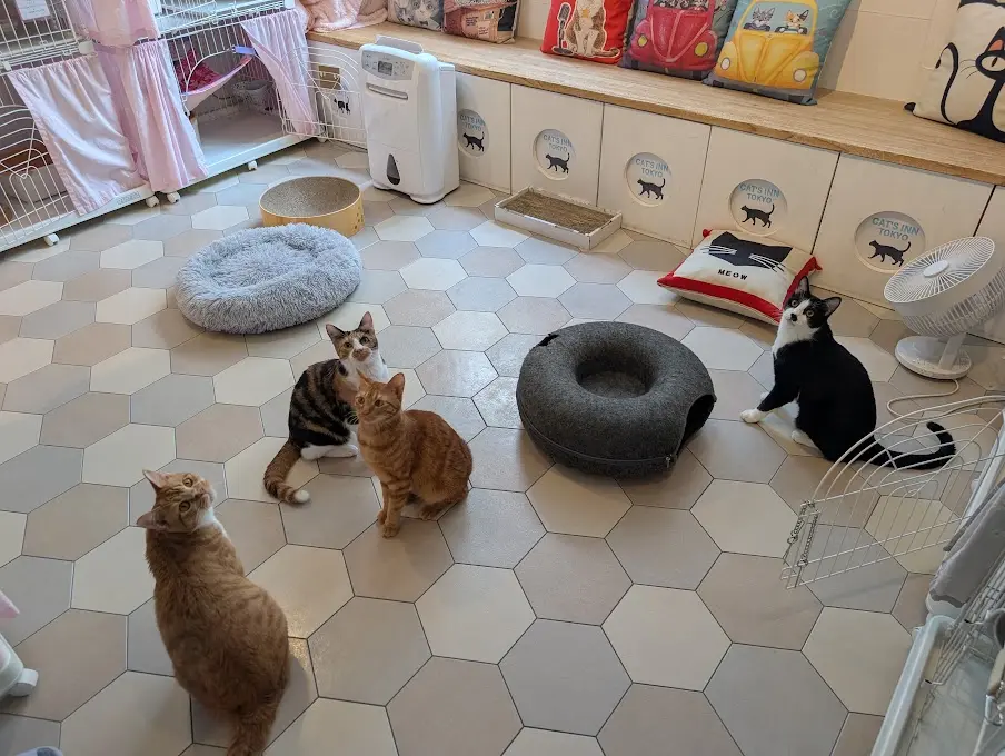 CAT'S INN TOKYO