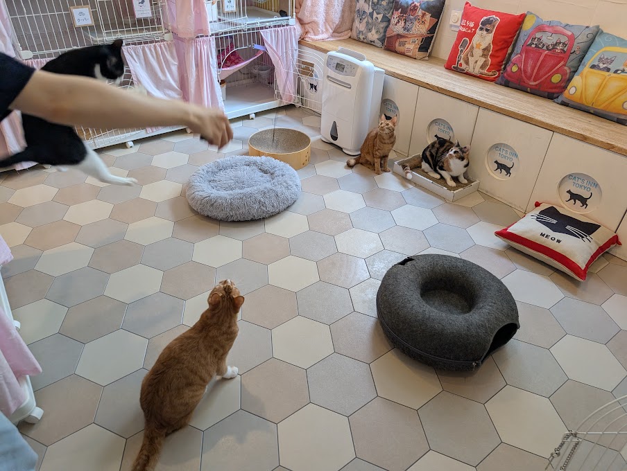 CAT'S INN TOKYO