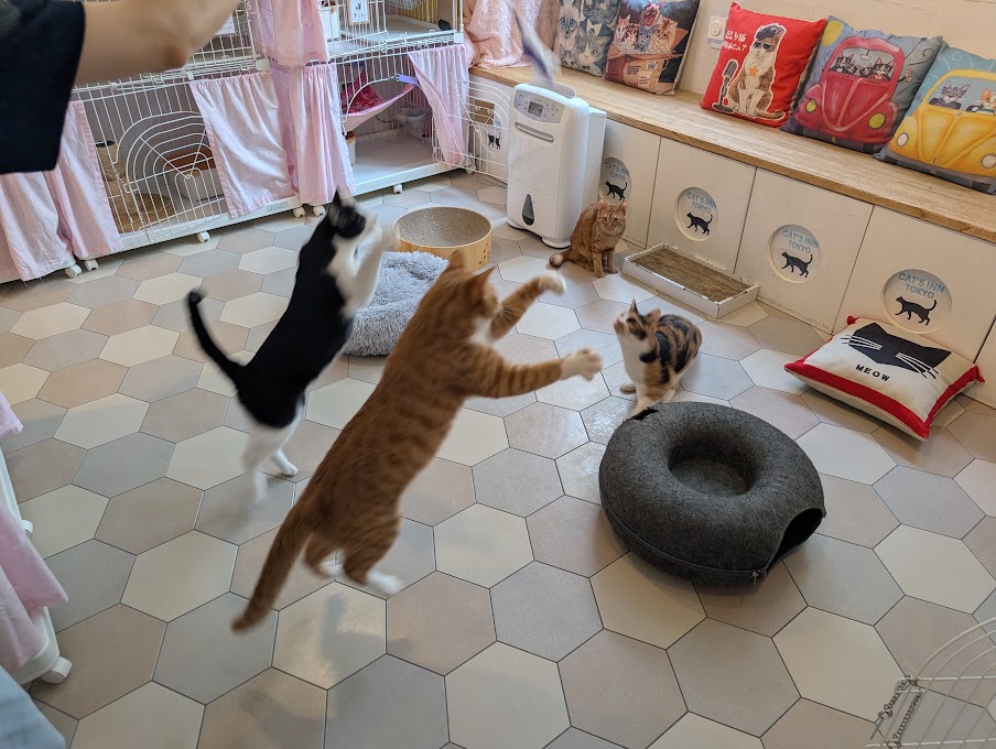 CAT'S INN TOKYO