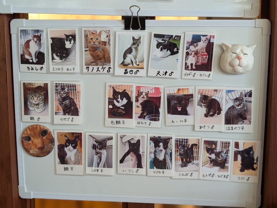 CAT'S INN TOKYO