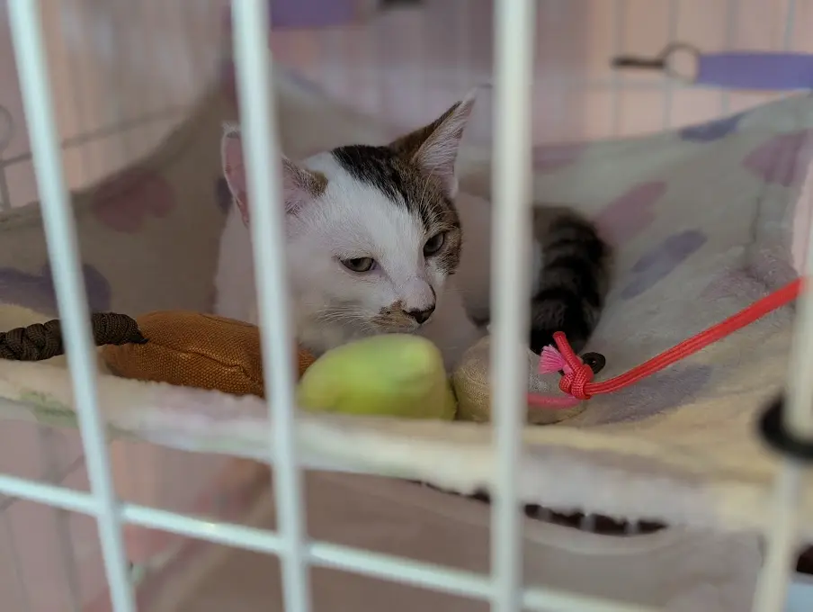 CAT'S INN TOKYO