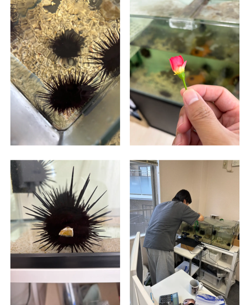 ウニグランプリ